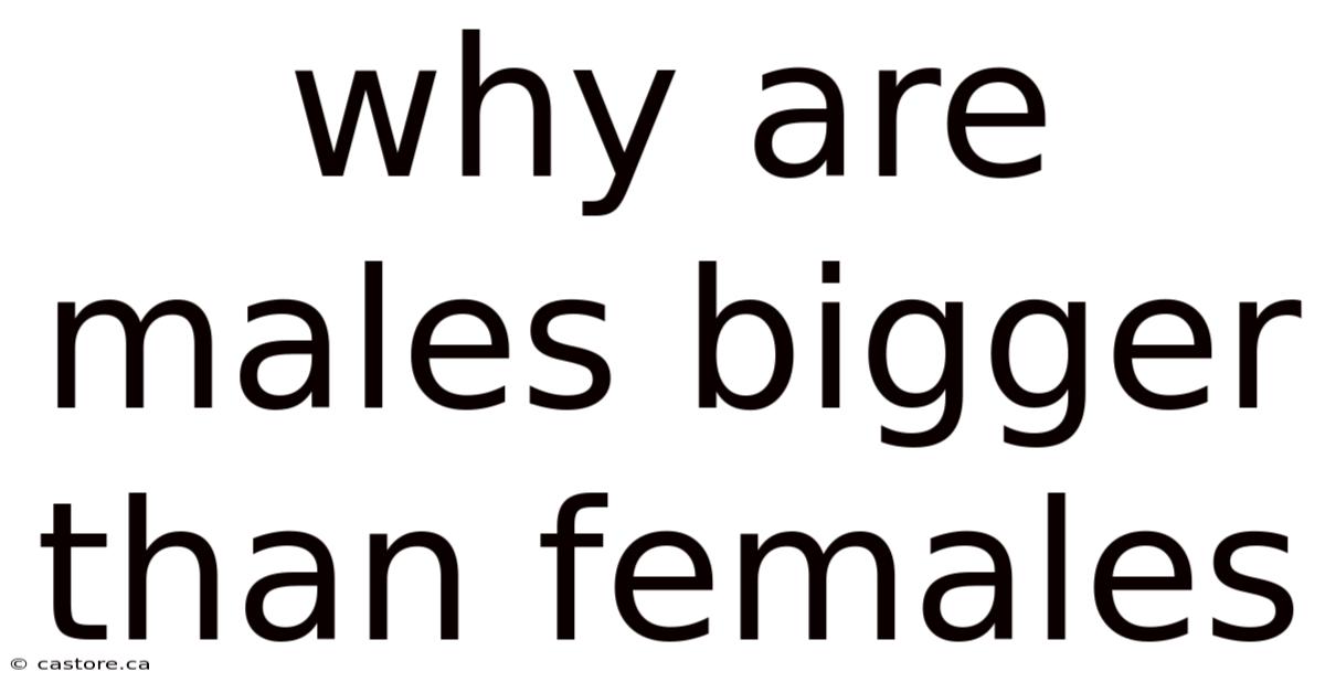 Why Are Males Bigger Than Females