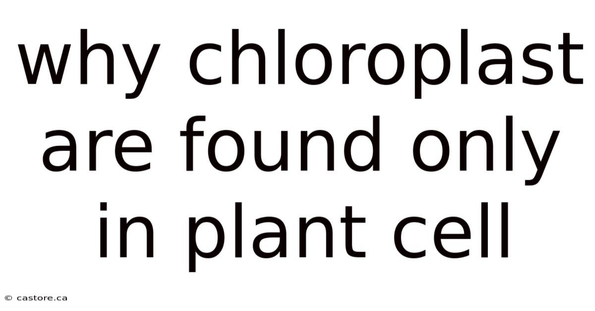 Why Chloroplast Are Found Only In Plant Cell