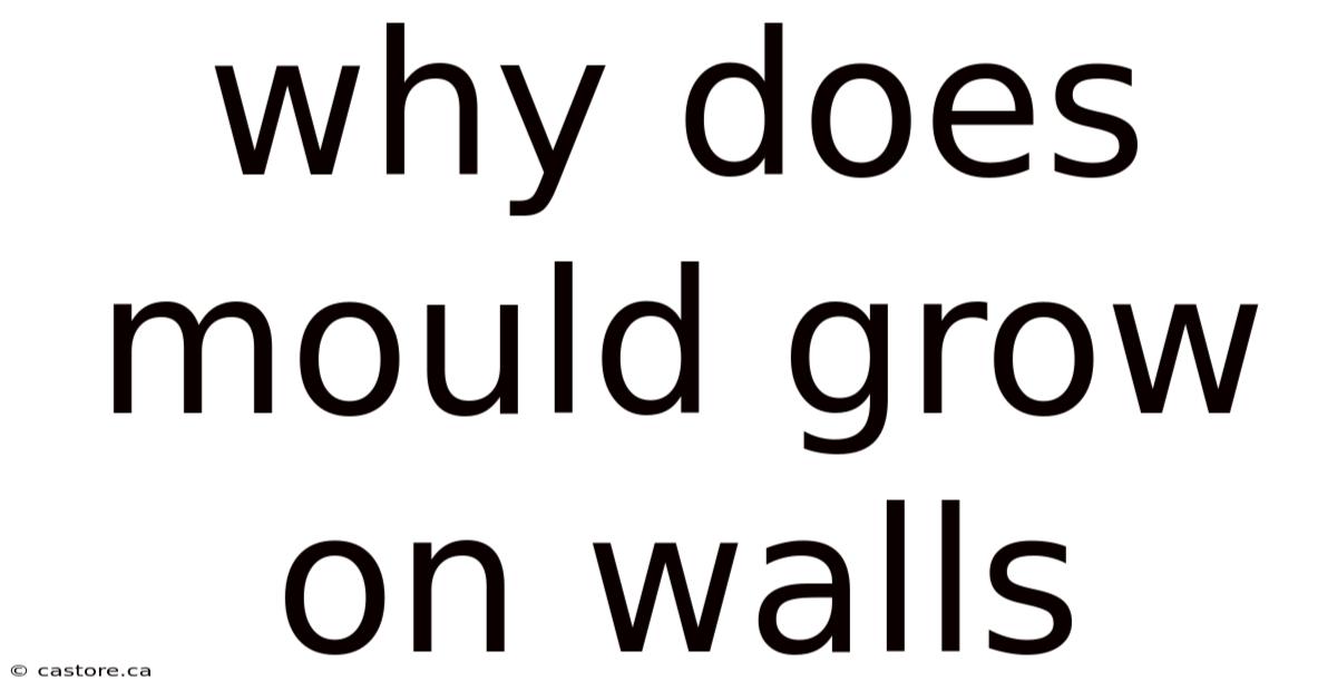 Why Does Mould Grow On Walls