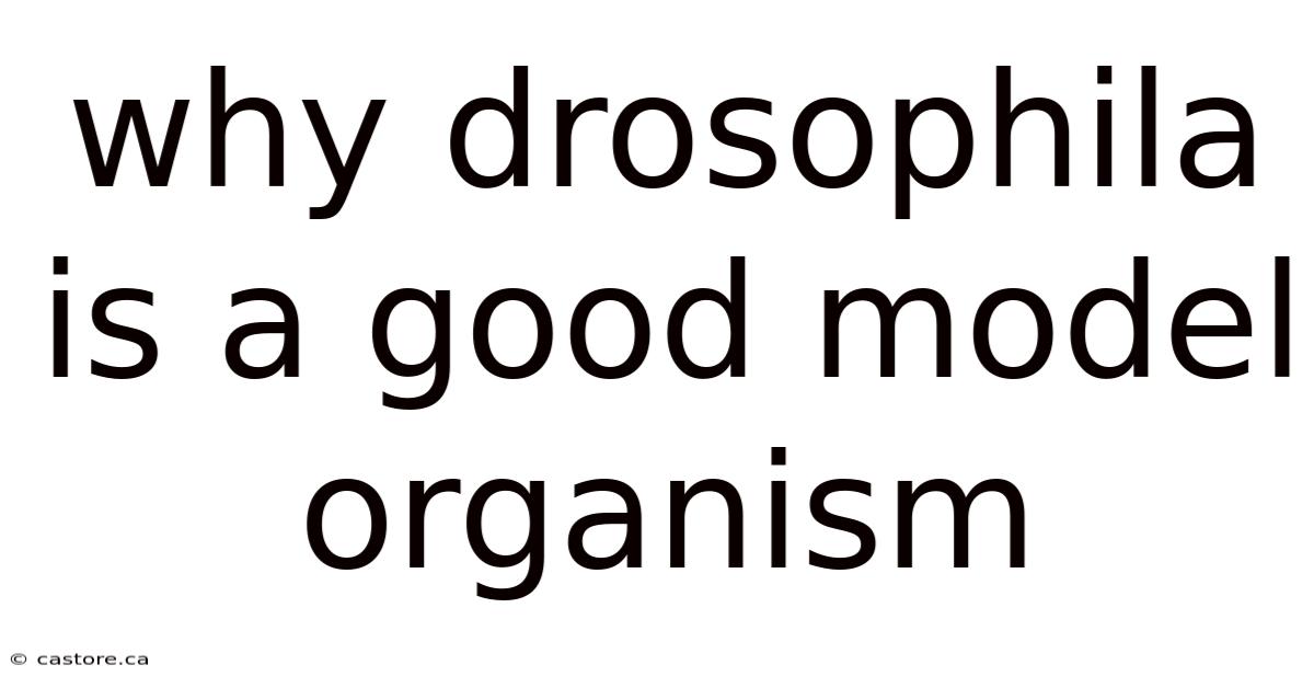 Why Drosophila Is A Good Model Organism